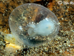 Metasepia pfefferi  Metasepia pfefferi