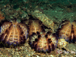 Asthenosoma ijimai  Asthenosoma ijimai