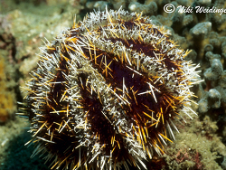 Tripneustes gratilla  Tripneustes gratilla