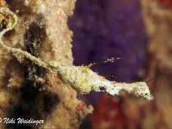 Kyonemichthys rumengani Kyonemichthys rumengani