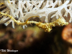 Kyonemichthys rumengani Kyonemichthys rumengani