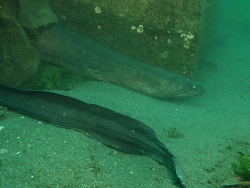 Strophidon sathete  Strophidon sathete