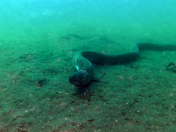 Strophidon sathete  Strophidon sathete