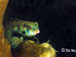 Synchiropus picturatus Synchiropus picturatus