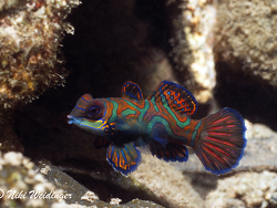 Synchiropus splendidus  Synchiropus splendidus