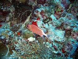 Sargocentron diadema - Diadem-Husar - Crown squirrelfish - MLE - Thudufushi - Kuda Miaru Thila; copyright Sargocentron diadema - Diadem-Husar - Crown squirrelfish - MLE - Thudufushi - Kuda Miaru Thila; copyright