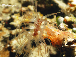 Alicia sansibarensis Alicia sansibarensis