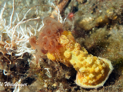 Alicia sansibarensis Alicia sansibarensis