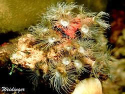 Amphianthus sp.  Amphianthus sp.