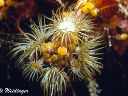 Amphianthus sp.  Amphianthus sp.