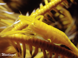 Laomenes amboinensis Laomenes amboinensis