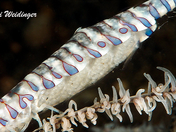 Tozeuma armatum Tozeuma armatum