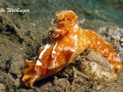 Ceratosoma tenue Ceratosoma tenue