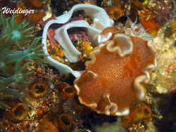 Glossodoris rufomarginata Glossodoris rufomarginata