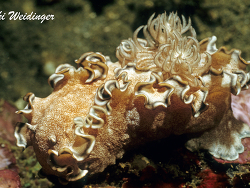 Glossodoris rufomarginata Glossodoris rufomarginata