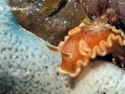 Glossodoris rufomarginata Glossodoris rufomarginata