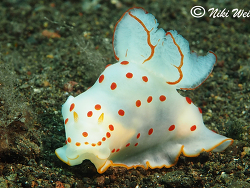 Gymnodoris ceylonica Gymnodoris ceylonica