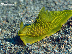 Gymnodoris sp.01 Gymnodoris sp.01