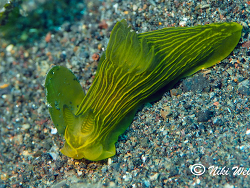 Gymnodoris sp.01 Gymnodoris sp.01