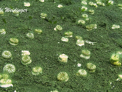 Heteropsammia cochlea Heteropsammia cochlea