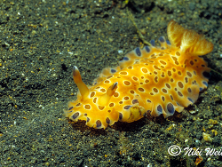 Dendrodoris gutatta Dendrodoris gutatta