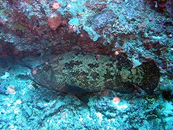 Epinephelus polyphekadion - Getarnter-Zackenbarsch - Disguised grouper - MLE - Vilureef und Thudufushi ; copyright by Aitsch-Pi Epinephelus polyphekadion - Getarnter-Zackenbarsch - Disguised grouper - MLE - Vilureef und Thudufushi ; copyright by Aitsch-Pi