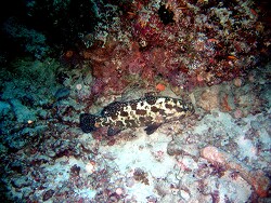 Epinephelus polyphekadion - Getarnter-Zackenbarsch - Disguised grouper - MLE - Vilureef und Thudufushi; Aitsch-Pi Epinephelus polyphekadion - Getarnter-Zackenbarsch - Disguised grouper - MLE - Vilureef und Thudufushi; Aitsch-Pi