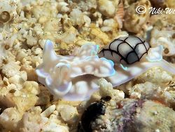 Micromelo undatus Micromelo undatus