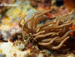 Phyllodesmium briareum Phyllodesmium briareum
