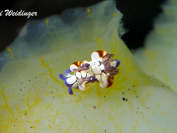 Trapania scurra Trapania scurra