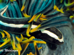 Discotrema crinophilum Discotrema crinophilum