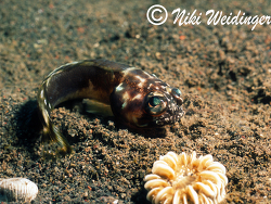 Stalix histrio Stalix histrio