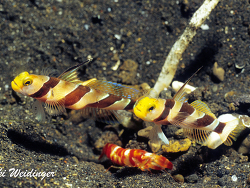 Stonogobiops nematodes Stonogobiops nematodes