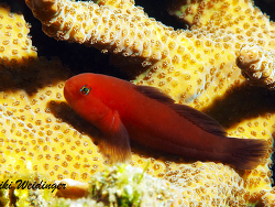 Gobiodon fuscoruber Gobiodon fuscoruber