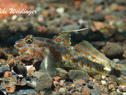 Fusigobius inframaculatus Fusigobius inframaculatus