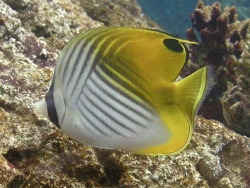 Chaetodon auriga Chaetodon auriga