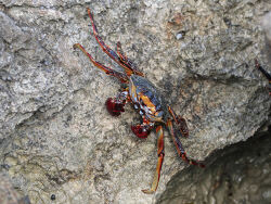 Aufgenommen in Saint Croix, US Virgin Islands(c)iguana Aufgenommen in Saint Croix, US Virgin Islands(c)iguana