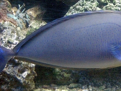 N. vlamingii N. vlamingii