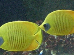 C. semilarvatus C. semilarvatus