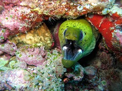 Gymnothorax fimbriatus - Gefleckte Muräne - Gelbkopf-Muräne - Malediven - Summer-Island - Boduhiti Thila Gymnothorax fimbriatus - Gefleckte Muräne - Gelbkopf-Muräne - Malediven - Summer-Island - Boduhiti Thila