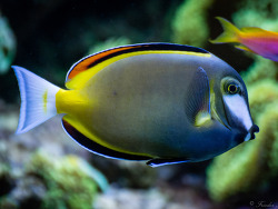 Acanthurus japonicus Acanthurus japonicus