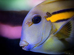 Acanthurus olivaceus Acanthurus olivaceus