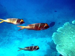 Malediven - Thudufushi - Hausriff Malediven - Thudufushi - Hausriff