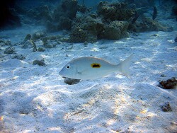 Lethrinus harak - Schwarzfleck-Straßenkehrer - Blackpatch Emperor - MLE - Thudufushi - Hausriff; copyright by Aitsch-Pi Lethrinus harak - Schwarzfleck-Straßenkehrer - Blackpatch Emperor - MLE - Thudufushi - Hausriff; copyright by Aitsch-Pi