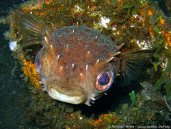 Cyclichthys orbicularis - Kurzstachel Igelfisch  -  November 2006 - Indonesia - North-Sulawesi - P. Lembeh - Canon DIGITAL IXUS 700 Cyclichthys orbicularis - Kurzstachel Igelfisch  -  November 2006 - Indonesia - North-Sulawesi - P. Lembeh - Canon DIGITAL IXUS 700