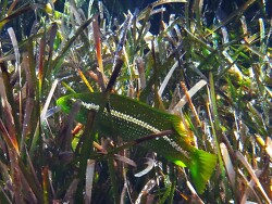 Labrus_Bergylta1 Labrus_Bergylta1