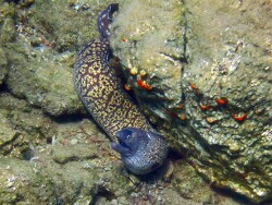 Mureana_Helena1 Mureana_Helena1