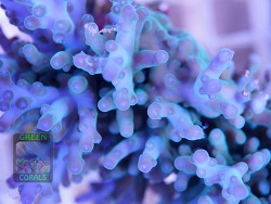 Acropora echinata `türkis´ Acropora echinata `türkis´