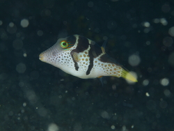 Canthigaster valentini  Canthigaster valentini