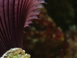 Acromegalomma vesiculosum Ausschnitt der Ferderkrone Acromegalomma vesiculosum Ausschnitt der Ferderkrone